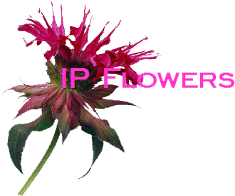 logo2